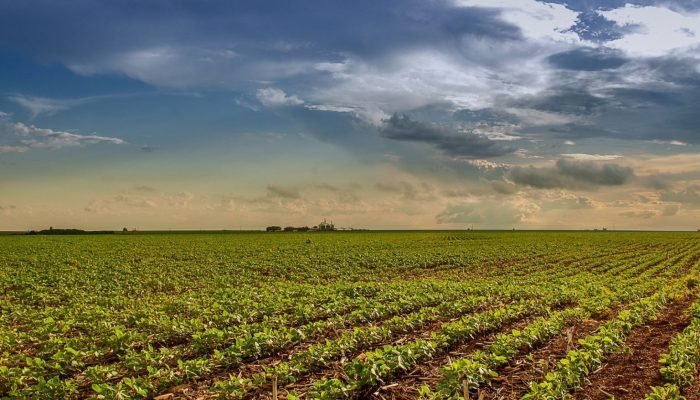 campo_soja_-_enio_tavares-1536×1020.jpeg campo_soja_-_enio_tavares-1536x1020.jpeg