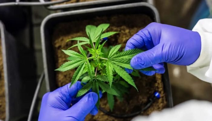 cannabis-medicinal.jpg cannabis-medicinal.jpg