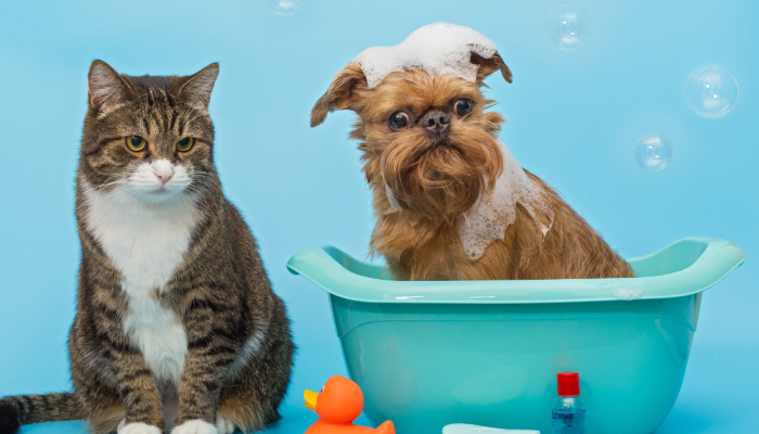 cao-e-gato-banho.png