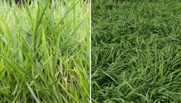 capim_braquiaria_panicum_08.07.2025-1536×864.jpg capim_braquiaria_panicum_08.07.2025-1536x864.jpg
