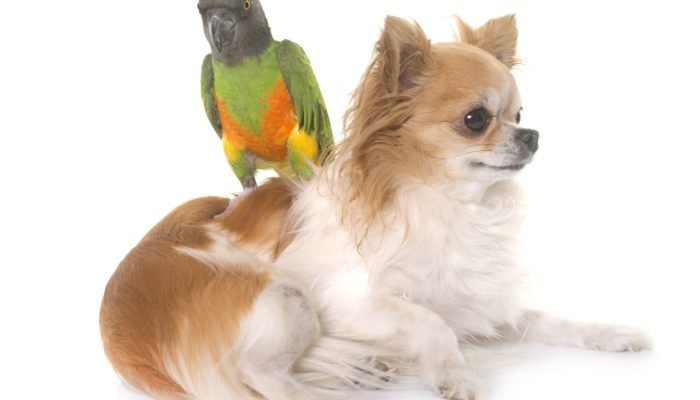 chihuahua-senegal-parrot-scaled.jpg