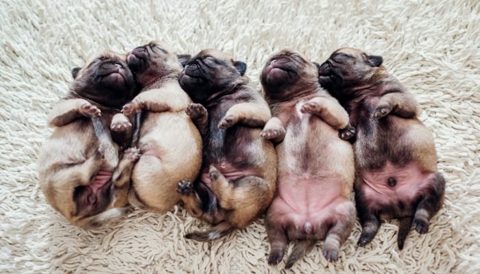 cinco-filhotes-de-cachorro-pug-dormindo-no-tapete-em-casa-cachorrinhos-deitado-juntos-de-costas.jpg