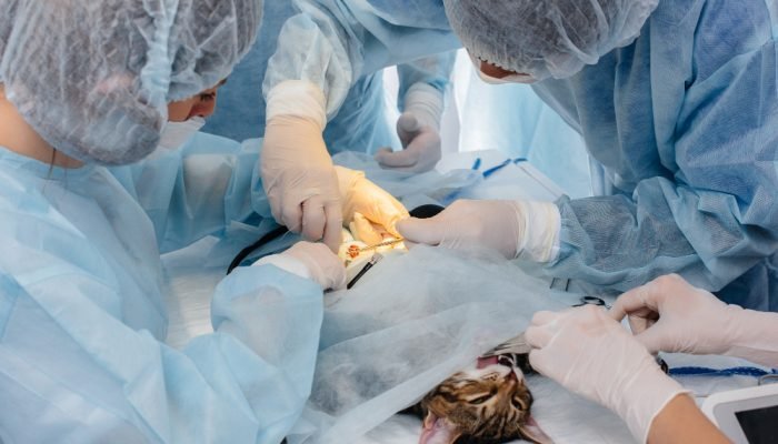cirurgia-em-um-gato.jpg cirurgia-em-um-gato.jpg