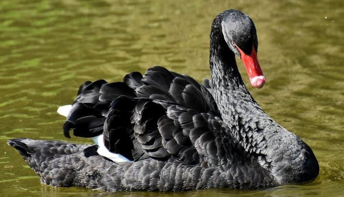 cisne-negro-caso-gripe-aviaria-MG.jpg cisne-negro-caso-gripe-aviaria-MG.jpg