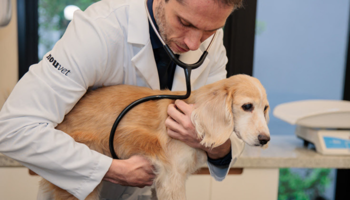 clinica-pet.png clinica-pet.png