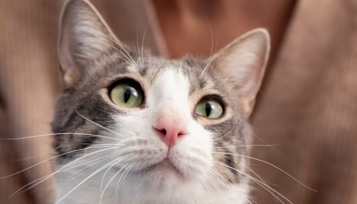 close-gato-rajado.jpg close-gato-rajado.jpg