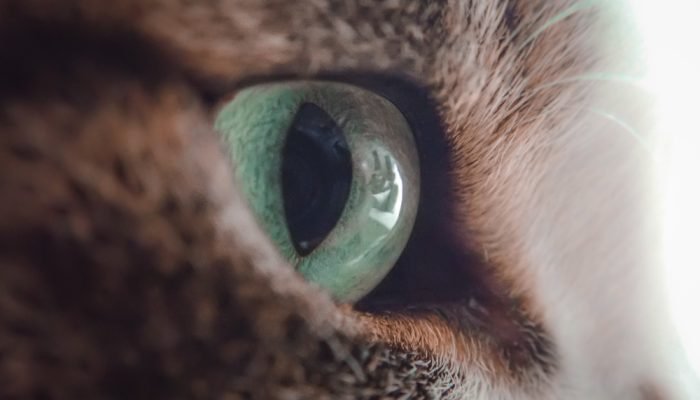 close-olho-de-um-gato.jpg close-olho-de-um-gato.jpg
