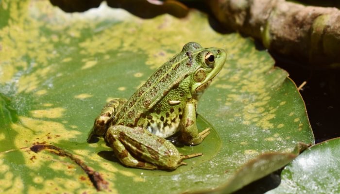 close-up-de-sapo-em-folha-scaled.jpg