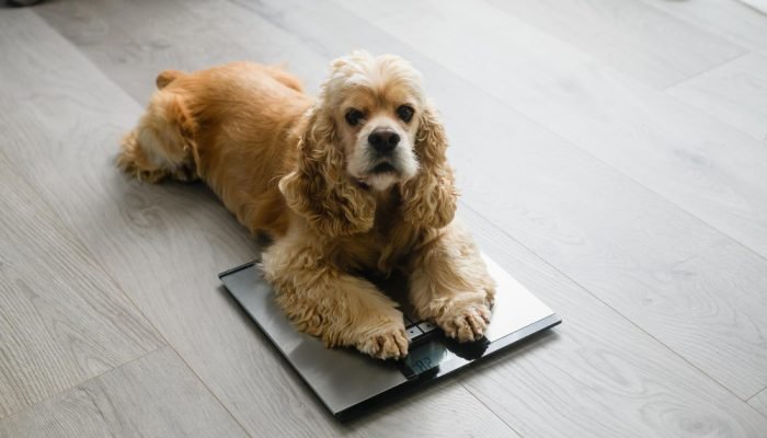 cocker-spaniel-em-cima-de-uma-balanca.jpg cocker-spaniel-em-cima-de-uma-balanca.jpg
