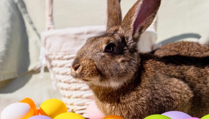 coelho-marrom-de-pascoa-com-olhos-castanhos-perto-de-uma-cesta-branca-de-madeira-com-uma-fita-colori.jpeg