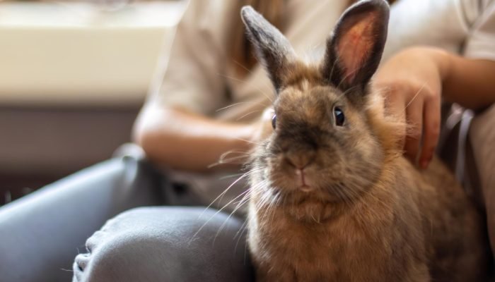coelho-marrom-no-sofa.jpg