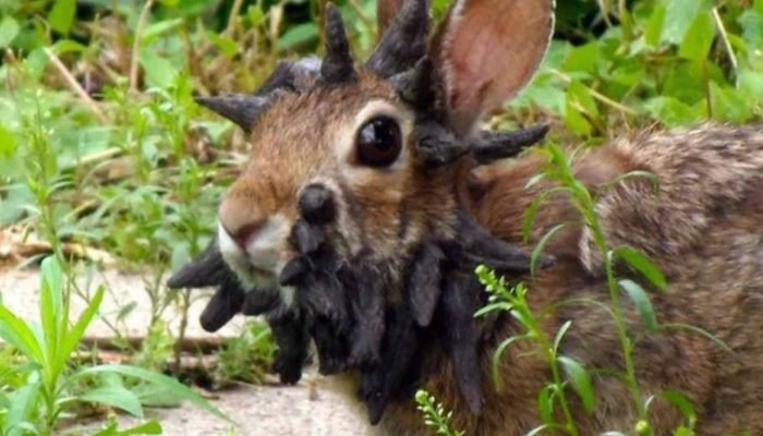coelhos-com-chifres-1536×864.jpg coelhos-com-chifres-1536x864.jpg