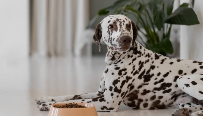 dalmata-ao-lado-de-um-pote-de-racao.jpg