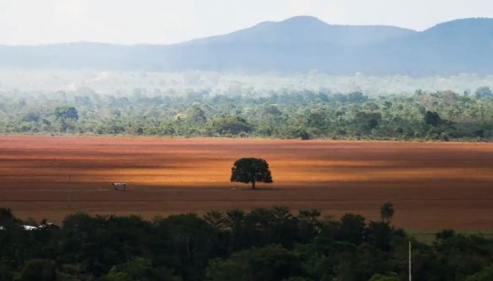 desmatamento-cerrado.jpg desmatamento-cerrado.jpg