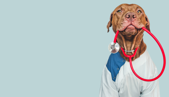 doctor-dog.png doctor-dog.png