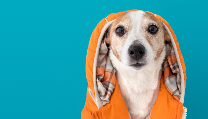 dog-acasalhdo.png dog-acasalhdo.png