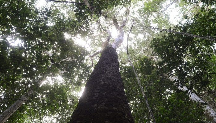 dsmatamento_na_amazonia_pa_moju_7855.jpg dsmatamento_na_amazonia_pa_moju_7855.jpg