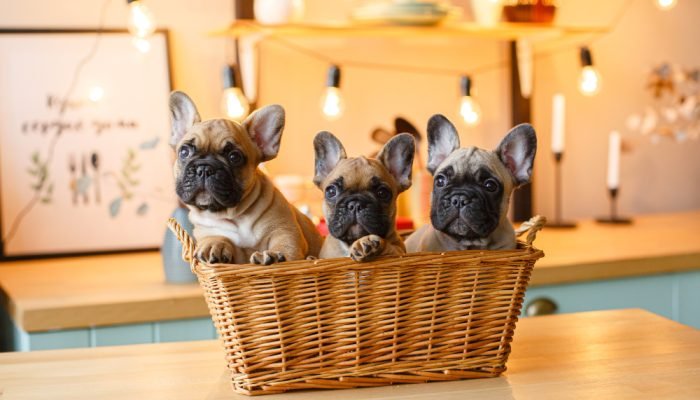 filhotes-de-bulldog-em-uma-cesta.jpg