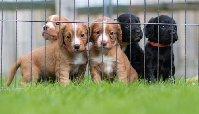 filhotes-no-canil-scaled.jpg