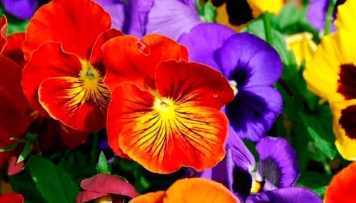 flores-2.jpg flores-2.jpg