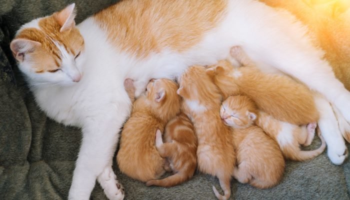 gata-com-filhotes.jpg gata-com-filhotes.jpg