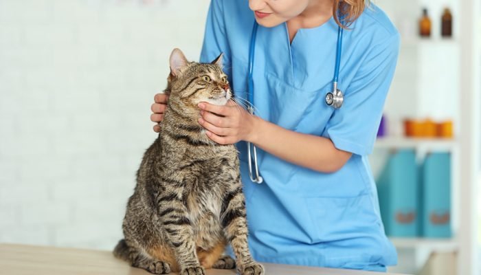 gata-no-veterinario-1.jpg gata-no-veterinario-1.jpg
