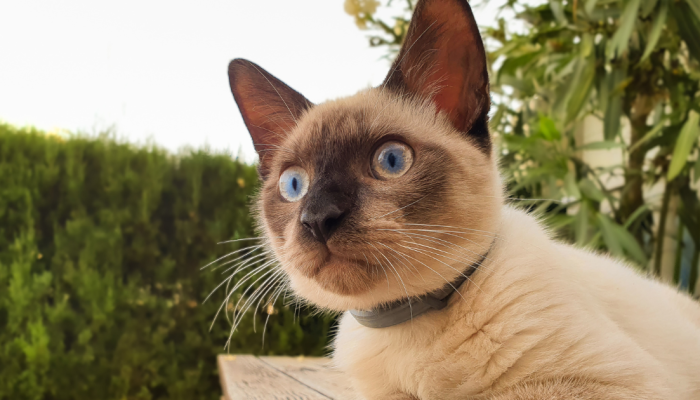 gato-3.png gato-3.png