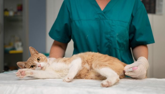 gato-amarelo-deitado-em-uma-mesa-de-veterinario.jpg gato-amarelo-deitado-em-uma-mesa-de-veterinario.jpg