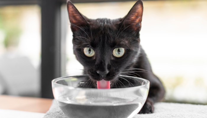 gato-bebendo-agua.png gato-bebendo-agua.png