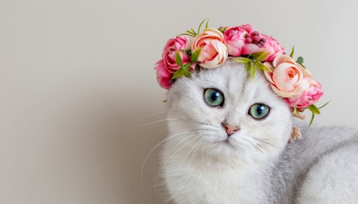 gato-branco-com-coroa-de-flores-na-cabeca.jpg