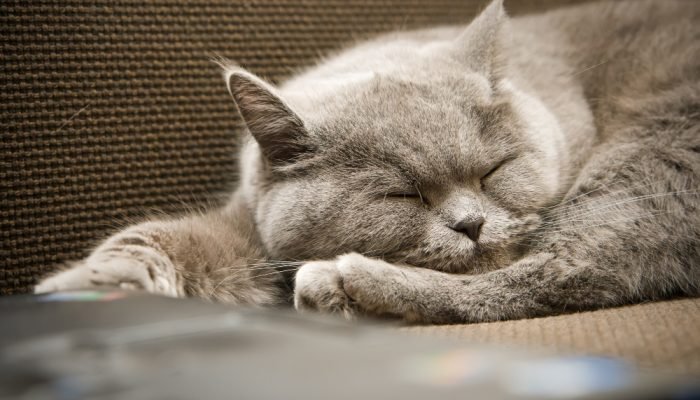 gato-cinza-dormindo.jpg gato-cinza-dormindo.jpg
