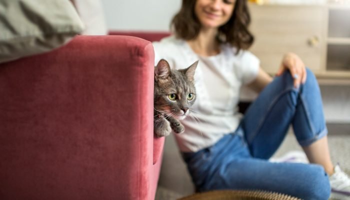 gato-cinza-no-sofa.jpg gato-cinza-no-sofa.jpg
