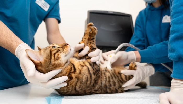 gato-fazendo-ultrassom.jpg gato-fazendo-ultrassom.jpg