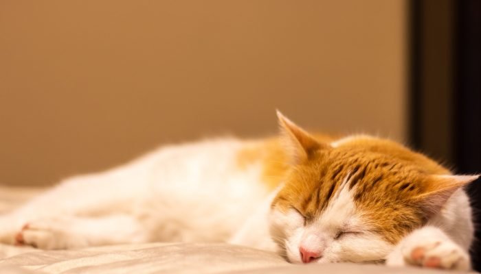 gato-laranja-dormindo.jpg gato-laranja-dormindo.jpg