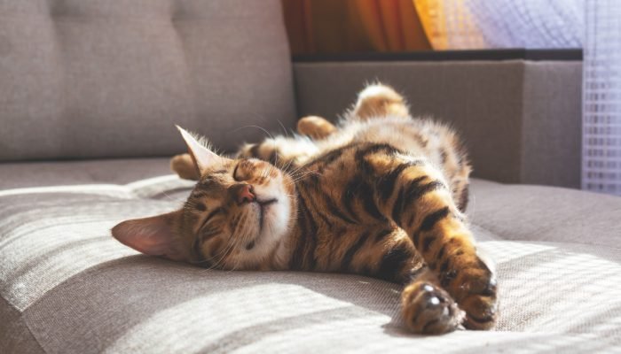 gato-laranja-no-sofa.jpg gato-laranja-no-sofa.jpg