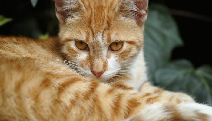 gato-laranja-salva-tutora.jpg gato-laranja-salva-tutora.jpg