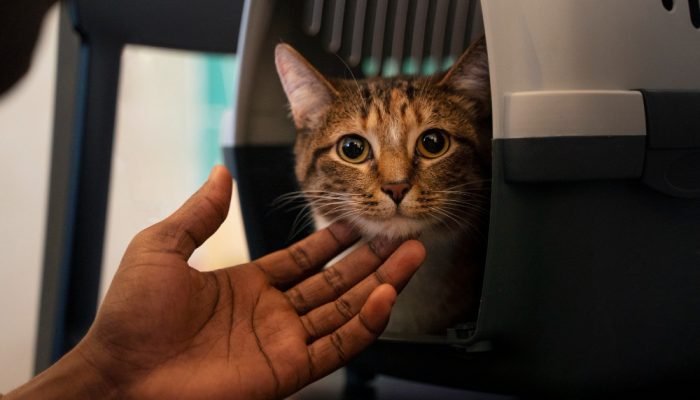 gato-laranja-viajando-na-caixinha-de-transporte.jpg gato-laranja-viajando-na-caixinha-de-transporte.jpg