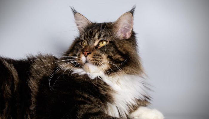 gato-maine-coon.jpg gato-maine-coon.jpg