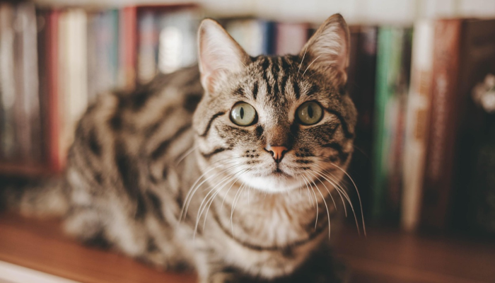 gato-na-preteleira-1.png gato-na-preteleira-1.png