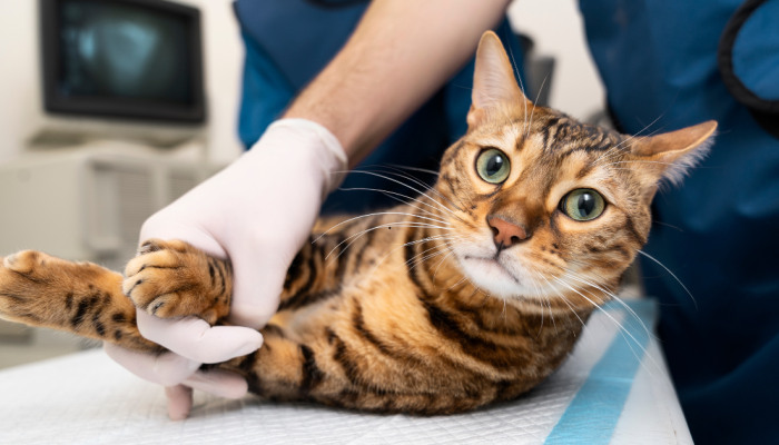 gato-no-veterinario.png gato-no-veterinario.png