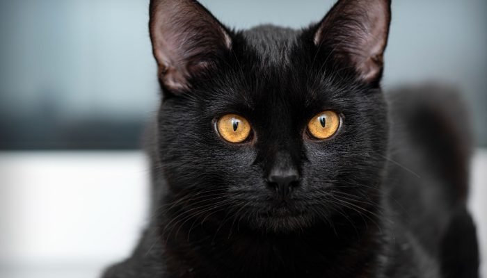 gato-preto-com-olhos-amarelos.jpg