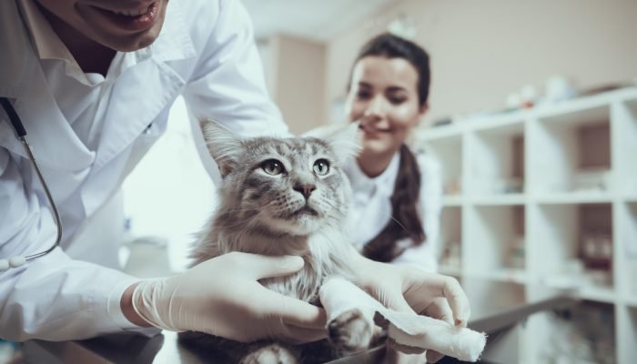 gato-rajado-veterinario.jpg gato-rajado-veterinario.jpg