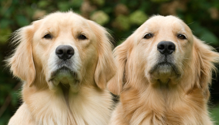 goldens.png