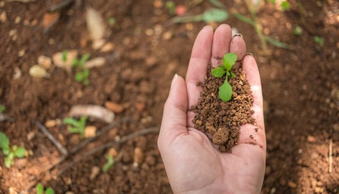 hand-holding-young-plant-1536×1024.jpg hand-holding-young-plant-1536x1024.jpg