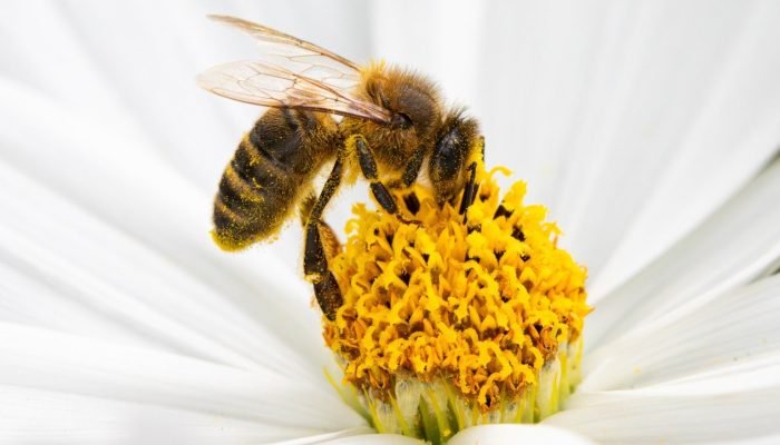 honey-bee-8196854-1536×1024.jpg honey-bee-8196854-1536x1024.jpg