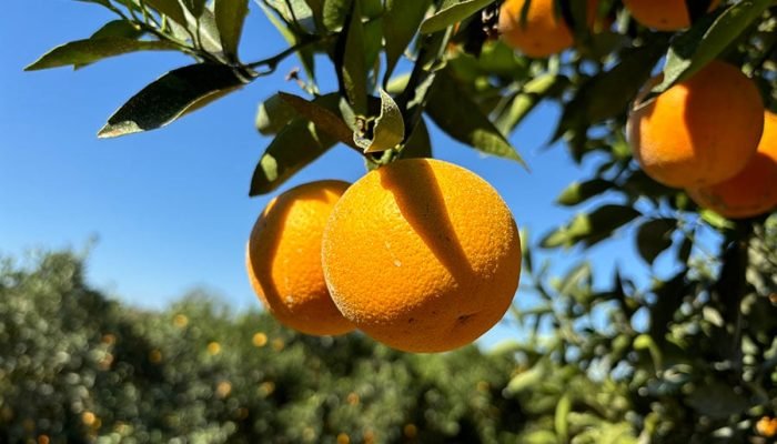 laranja-majorca.jpg laranja-majorca.jpg