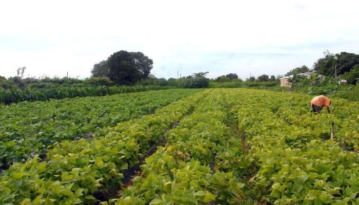lavoura_agricultura_familiar-plano-safra.jpg lavoura_agricultura_familiar-plano-safra.jpg