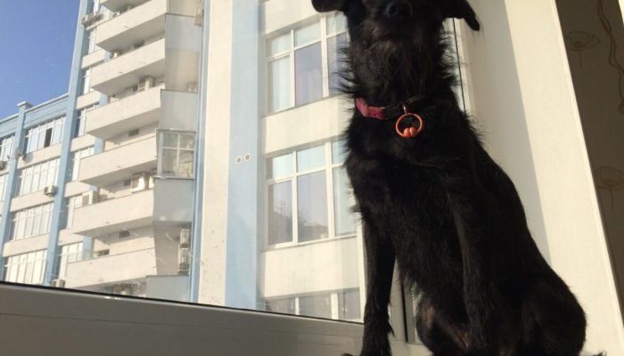 low-angle-view-black-dog-sitting-window-sill-scaled.jpg