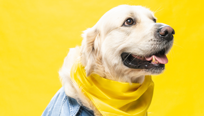 maio-amarelo-1.png maio-amarelo-1.png