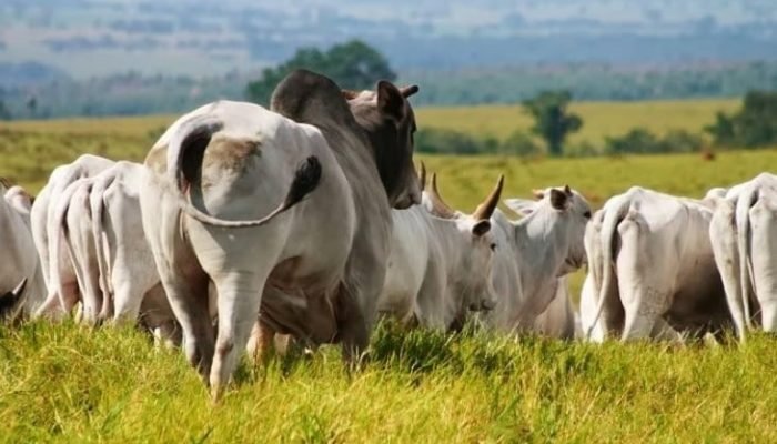 manejo-da-sanidade-reproducao-touros-vacas-estacao-de-monta.jpg manejo-da-sanidade-reproducao-touros-vacas-estacao-de-monta.jpg
